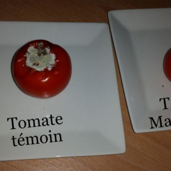 Magntisme sur tomate